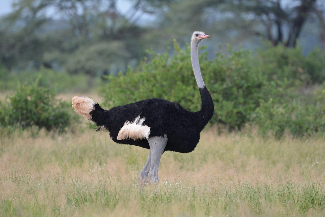Samburu Special Five Encounters