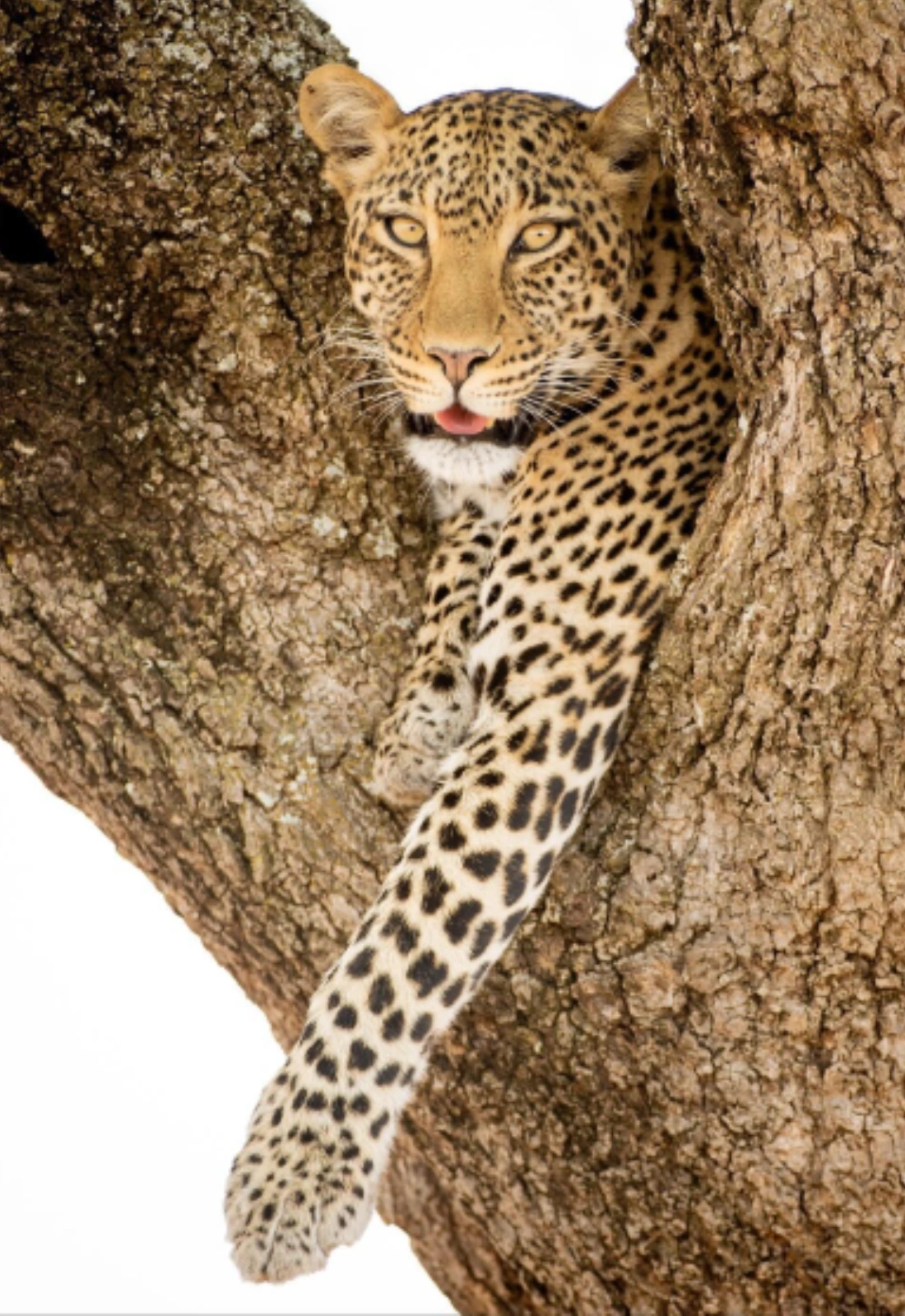 Tanzania Big Five Safari