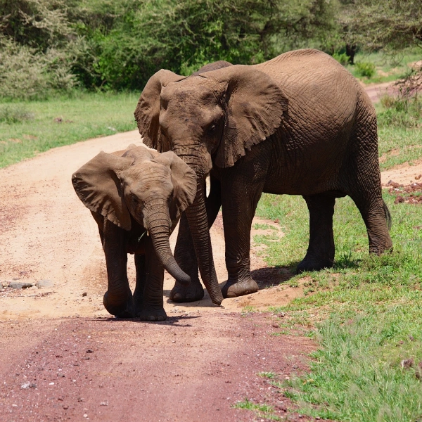 lake-manyara-national-park-3 (1)