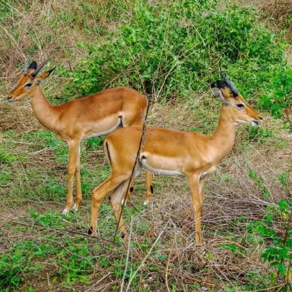 lake-manyara-national-park-4 (1)