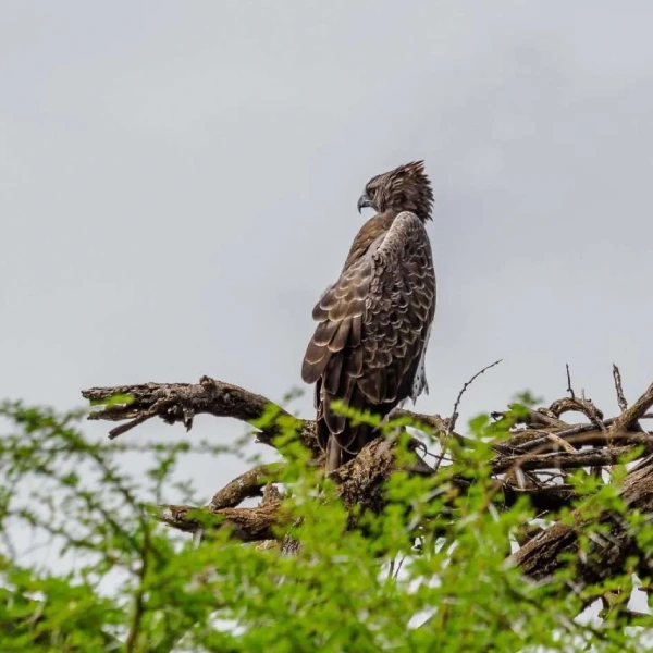 lake-manyara-national-park-5 (1)