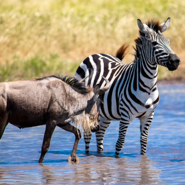 lake-manyara-national-park-6 (1)