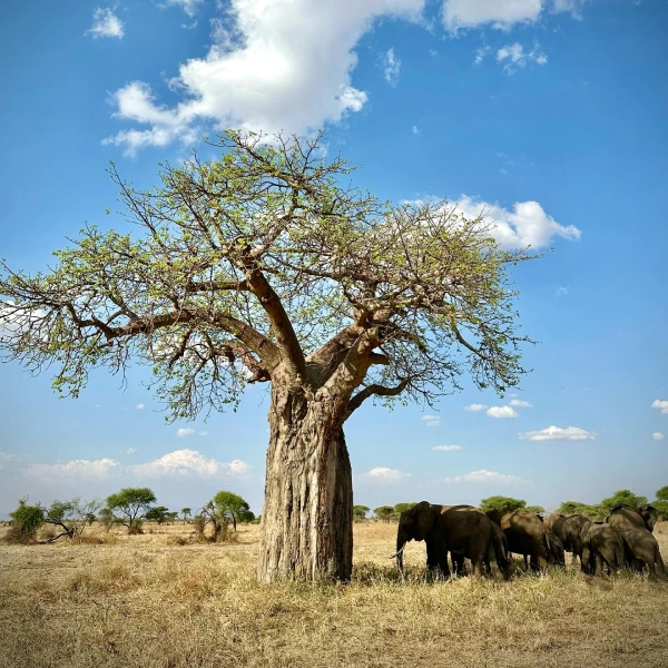 tarangire-national-park-2 (2)
