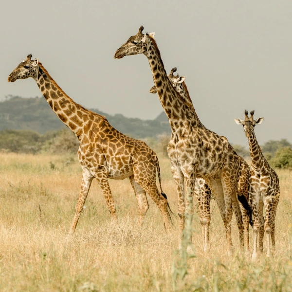 tarangire-national-park-3 (2)