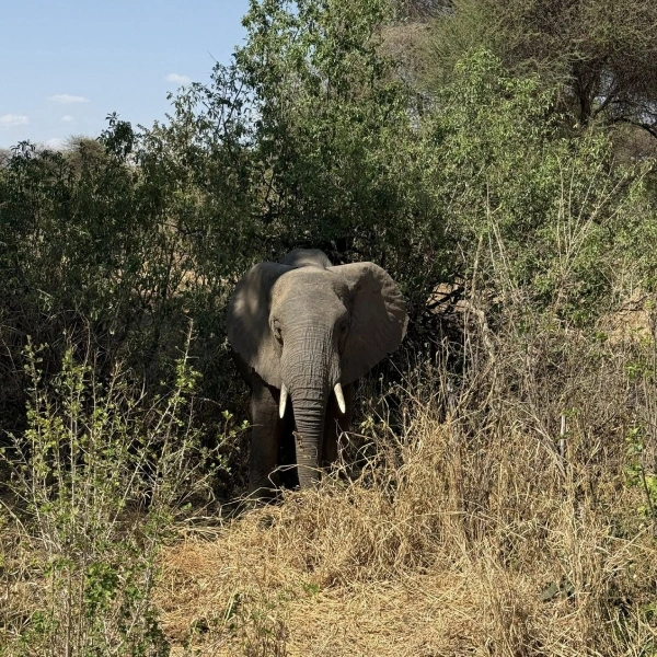 tarangire-national-park-6 (2)