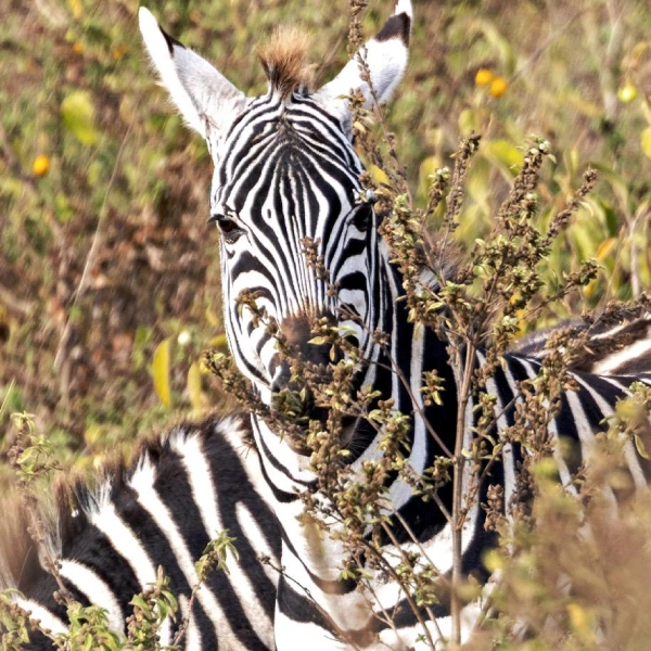 tarangire-national-park-7 (2)